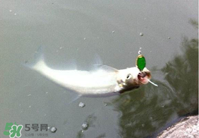 ?3月份可以釣翹嘴嗎？翹嘴幾月份好釣？