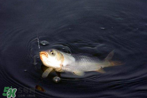 3月份釣魚用什么餌料？三月份釣魚用什么魚餌？