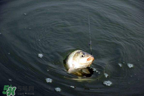 3月份釣魚用什么餌料？三月份釣魚用什么魚餌？