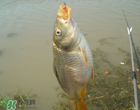 三月份釣鯉魚好釣嗎？3月份釣鯉魚用什么好？