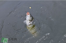 三月份釣鯉魚好釣嗎？3月份釣鯉魚用什么好？