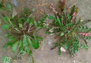 野生薺菜長什么樣？野生薺菜怎么識別？