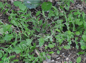 野生薺菜長什么樣？野生薺菜怎么識別？