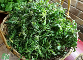 腎結(jié)石能吃薺菜嗎？腎結(jié)石可以吃薺菜嗎？