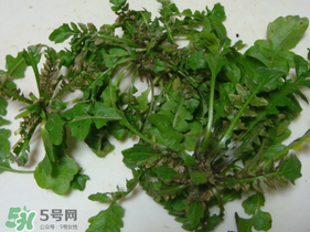 薺菜有蟲子嗎？薺菜根有蟲子嗎？