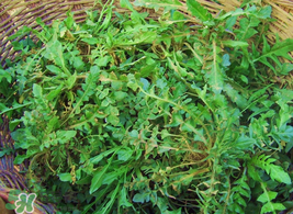 薺菜怎么保存？薺菜可以曬干存放嗎？