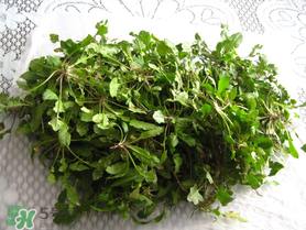 薺菜什么時候播種？薺菜什么時候挖？