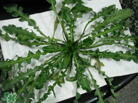 薺菜什么時候播種？薺菜什么時候挖？