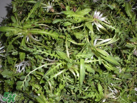 薺菜什么時候播種？薺菜什么時候挖？