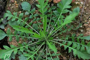 哺乳期能吃薺菜嗎？哺乳期吃薺菜會(huì)回奶嗎？