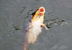 三月份釣鯉魚好釣嗎？3月份釣鯉魚用什么好？