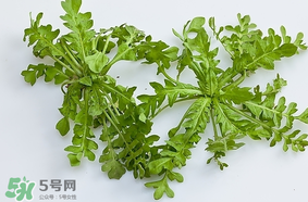 薺菜是什么菜？薺菜是什么野菜？