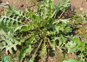 薺菜是什么菜？薺菜是什么野菜？