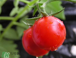 薺菜可以和西紅柿一起吃嗎？薺菜和西紅柿一起吃好嗎？