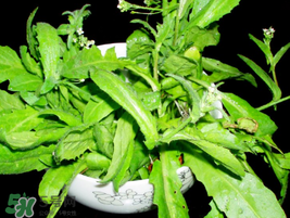 薺菜能和青菜一起吃嗎？薺菜和青菜一起吃好嗎？