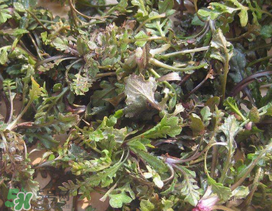 薺菜上有白點能吃嗎？薺菜背面有白點是什么？