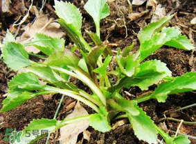 蒲公英和薺菜的能同食嗎？薺菜和蒲公英的區(qū)別