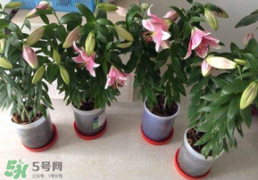 3月份可以種百合花嗎？百合幾月種植？