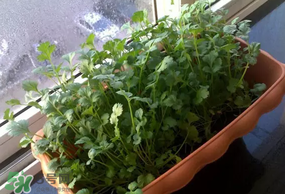 三月份可以種香菜嗎？香菜幾月份播種？