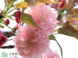 四月份還有櫻花嗎？四月份哪里有櫻花？
