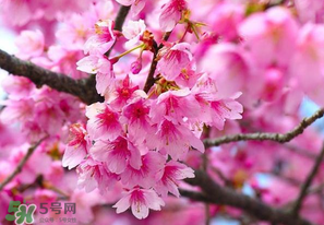 四月份還有櫻花嗎？四月份哪里有櫻花？