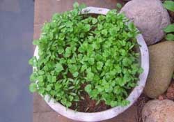 三月份可以種香菜嗎？香菜幾月份播種？