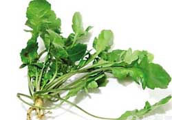 薺菜是什么菜？薺菜是什么野菜？