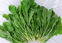 薺菜能和青菜一起吃嗎？薺菜和青菜一起吃好嗎？