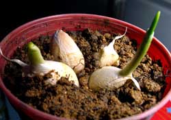 3月份可以種大蒜嗎？三月份種什么農(nóng)作物？
