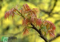 什么東西清火效果好？什么東西清火最快？