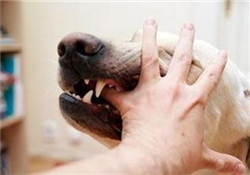 狂犬疫苗多少錢？狂犬疫苗價格？