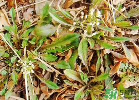 薺菜不能和什么一起吃？薺菜和什么相克？