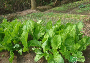 芥菜能和雞肉一起吃嗎？芥菜與雞肉同吃會(huì)中毒嗎？