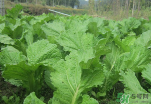 芥菜能和雞肉一起吃嗎？芥菜與雞肉同吃會(huì)中毒嗎？