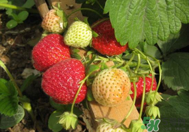 春天能種草莓嗎？春天可以種草莓嗎？