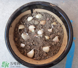 春天可以種大蒜嗎？春天什么時候種大蒜？
