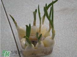 春天大蒜什么時(shí)候澆水？大蒜多久澆一次水？