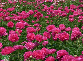 春天能種芍藥嗎？芍藥幾月種植？