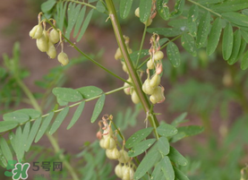 春天能吃黃芪嗎？春天吃黃芪好嗎？