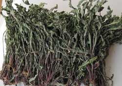 干的蒲公英多少錢一斤？蒲公英多少錢一斤干的？