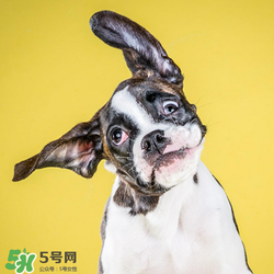 狂犬疫苗多少錢？狂犬疫苗價(jià)格？
