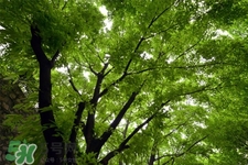 植樹節(jié)是幾月幾日？2017植樹節(jié)是哪一天？