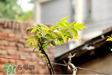 植樹節(jié)是幾月幾日？2017植樹節(jié)是哪一天？