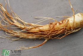 春天可以吃人參嗎？春季能進補人參嗎？