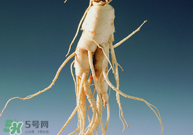 春天可以吃人參嗎？春季能進補人參嗎？