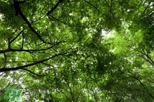植樹節(jié)是為了紀念誰？植樹節(jié)的由來和意義