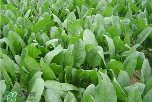 春天能種菠菜嗎？春天怎么種菠菜？