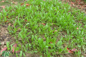 春天能種菠菜嗎？春天怎么種菠菜？