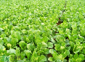 春天能種白菜嗎？春天白菜什么時間種植？