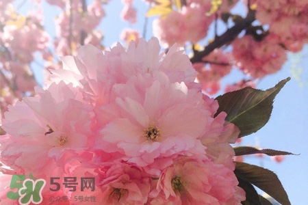 植樹節(jié)可以種什么花？植樹節(jié)種什么花好？
